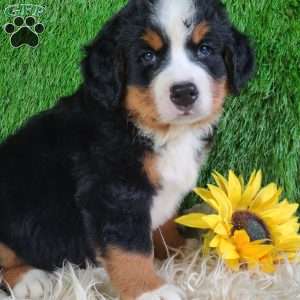 SMOKEY, Bernese Mountain Dog Puppy