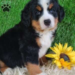SMOKEY, Bernese Mountain Dog Puppy