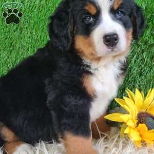 SMOKEY, Bernese Mountain Dog Puppy