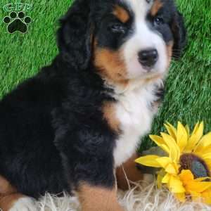SMOKEY, Bernese Mountain Dog Puppy