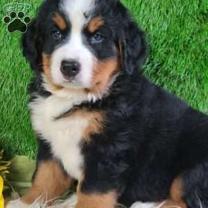 SMOKEY, Bernese Mountain Dog Puppy
