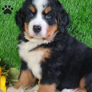 SMOKEY, Bernese Mountain Dog Puppy