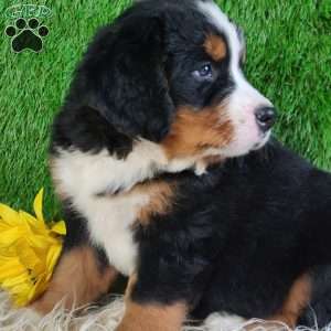 SMOKEY, Bernese Mountain Dog Puppy