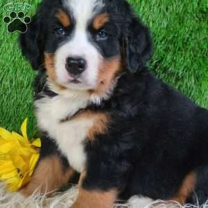 SMOKEY, Bernese Mountain Dog Puppy