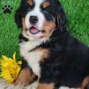 SMOKEY, Bernese Mountain Dog Puppy