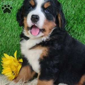 SMOKEY, Bernese Mountain Dog Puppy