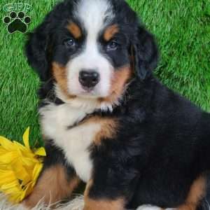 SMOKEY, Bernese Mountain Dog Puppy