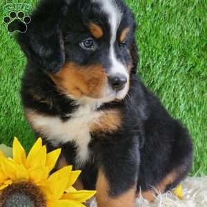 ASHTON, Bernese Mountain Dog Puppy