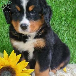ASHTON, Bernese Mountain Dog Puppy