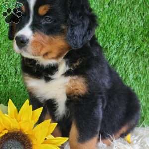 ASHTON, Bernese Mountain Dog Puppy