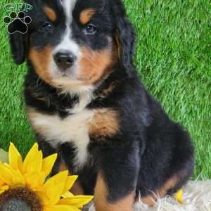 ASHTON, Bernese Mountain Dog Puppy