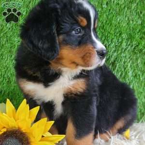 ASHTON, Bernese Mountain Dog Puppy