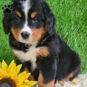 ASHTON, Bernese Mountain Dog Puppy