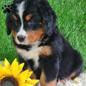 ASHTON, Bernese Mountain Dog Puppy