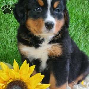 ASHTON, Bernese Mountain Dog Puppy