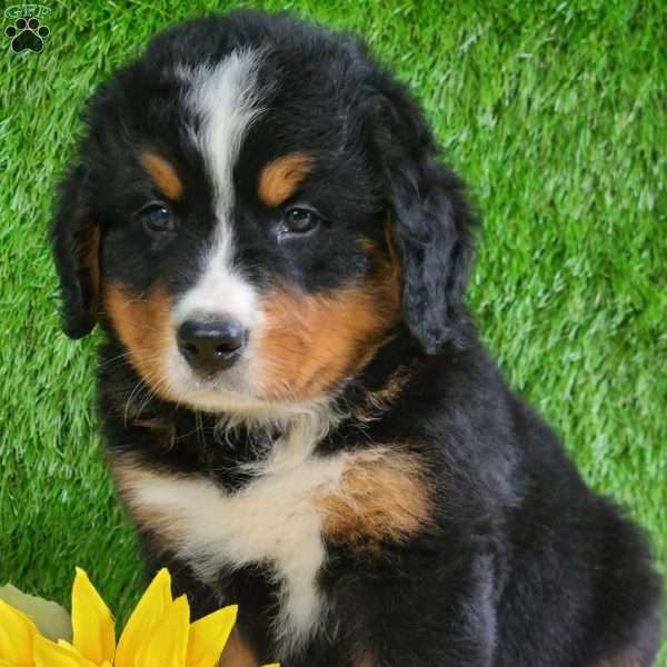ASHTON, Bernese Mountain Dog Puppy