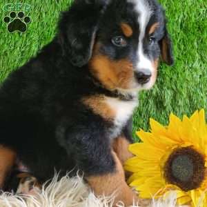 ASHTON, Bernese Mountain Dog Puppy