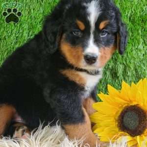ASHTON, Bernese Mountain Dog Puppy