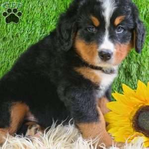 ASHTON, Bernese Mountain Dog Puppy
