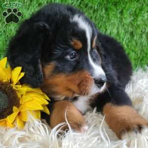 ASHTON, Bernese Mountain Dog Puppy