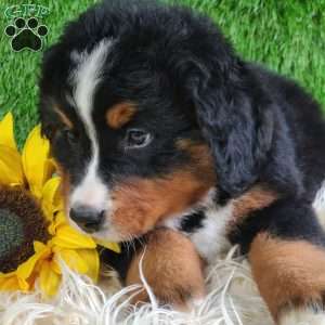 ASHTON, Bernese Mountain Dog Puppy