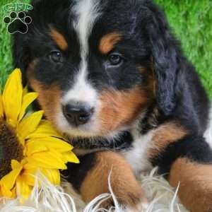 ASHTON, Bernese Mountain Dog Puppy