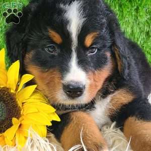 ASHTON, Bernese Mountain Dog Puppy