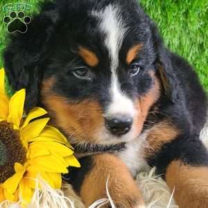 ASHTON, Bernese Mountain Dog Puppy
