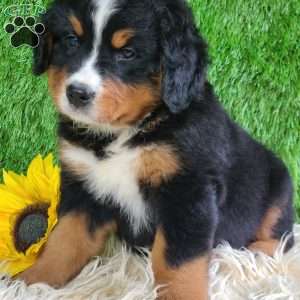 ASHTON, Bernese Mountain Dog Puppy