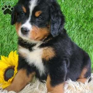 ASHTON, Bernese Mountain Dog Puppy
