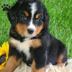 ASHTON, Bernese Mountain Dog Puppy