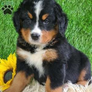ASHTON, Bernese Mountain Dog Puppy