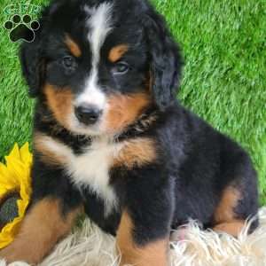 ASHTON, Bernese Mountain Dog Puppy