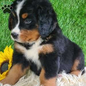 ASHTON, Bernese Mountain Dog Puppy