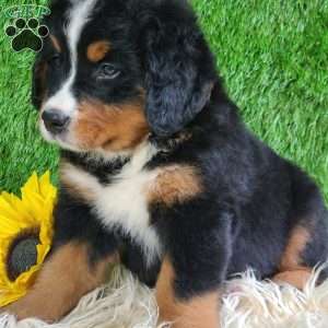 ASHTON, Bernese Mountain Dog Puppy