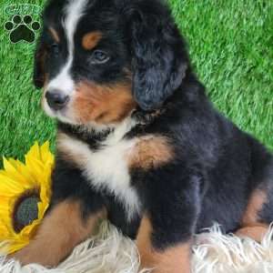 ASHTON, Bernese Mountain Dog Puppy
