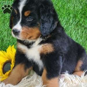 ASHTON, Bernese Mountain Dog Puppy