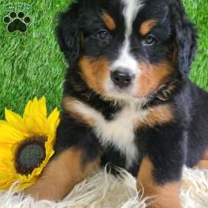ASHTON, Bernese Mountain Dog Puppy