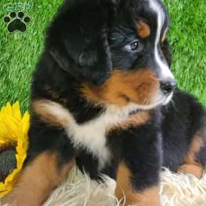 ASHTON, Bernese Mountain Dog Puppy