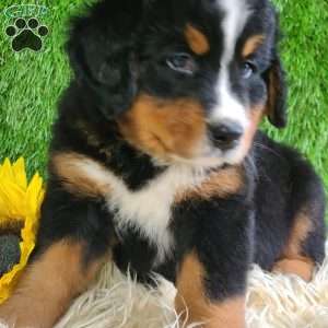 ASHTON, Bernese Mountain Dog Puppy