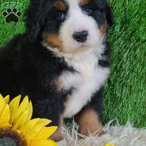 FLINT, Bernese Mountain Dog Puppy