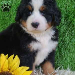 FLINT, Bernese Mountain Dog Puppy