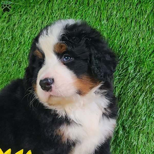FLINT, Bernese Mountain Dog Puppy