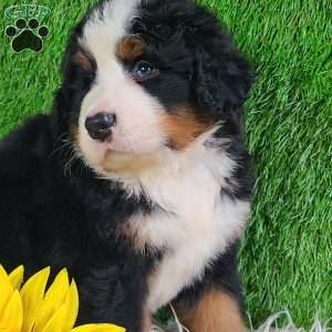 FLINT, Bernese Mountain Dog Puppy