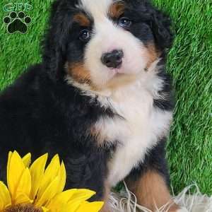 FLINT, Bernese Mountain Dog Puppy