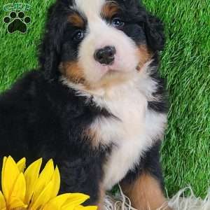 FLINT, Bernese Mountain Dog Puppy