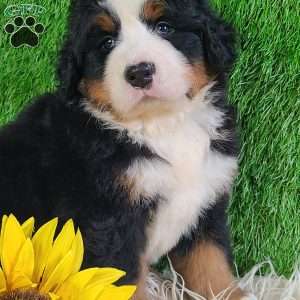 FLINT, Bernese Mountain Dog Puppy