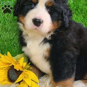 FLINT, Bernese Mountain Dog Puppy