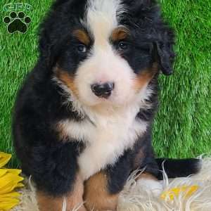 FLINT, Bernese Mountain Dog Puppy