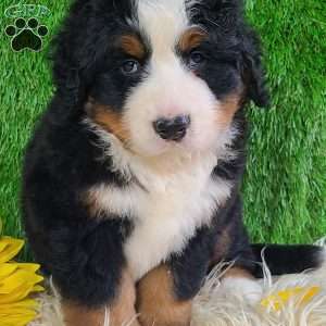 FLINT, Bernese Mountain Dog Puppy